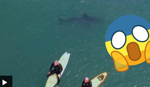 shark underneath a group of surfers in san onofre california beach